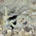 shrimp_mantis_unknown_sne_h_0195_yap0537.jpg